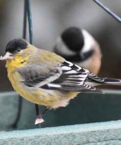 Woodlink Going Green Platform Bird Feeder Model GGPLAT 59 61j1rELlinL