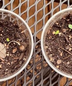 Cucumber Gherkin Mexican Sour FBA-3174 (Green) 25 Non-GMO, Heirloom Seeds 19 61jDmryTa1L