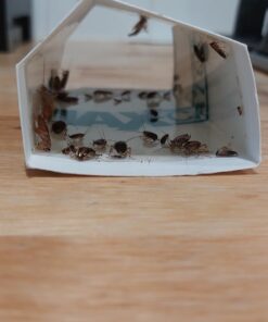 Max Catch 72 Pack Professional Strength - Mouse, Rat & Pest Glue Scented Sticky Trap for Rodents and Insects - Ready to Use Indoors - Non Toxic, No Mess, Easy Cleanup Mice Trap by Catchmaster 35 61jF2mmnYL