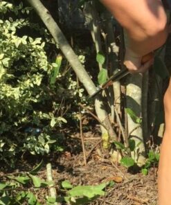 Fiskars 32" PowerGear Bypass Lopper and Tree Trimmer - Sharp Precision-Ground Steel Blade for Cutting up to 2" Diameter - Lawn and Garden Tools - Orange/Black Bypass Lopper 32" 39 61jHKRwVbKL