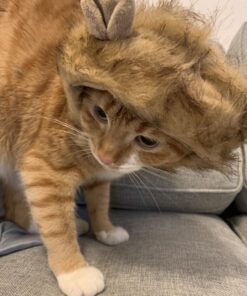Pet Krewe Cat Lion Mane Halloween Costume – Fits Neck Size 8”-14 - Lion Costume for Small Cats and Kittens – Ideal for Halloween, Cat Birthday, Cat Cosplay, Cat Outfits, Pet Clothes One size fits all 33 61jJdazmSBL