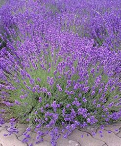 English "Vera" Lavender Seeds for Planting, 1000+ Seeds Per Packet, (Isla's Garden Seeds), Non GMO & Heirloom Seeds, Botanical Name: Lavandula angustifolia, Great Herb Garden Gift 17 61jPZebM6XL