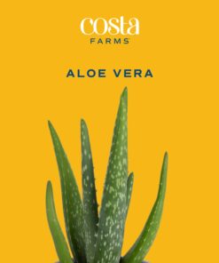 Alternative view of Costa Farms Aloe Vera (2 Pack), Live Succulent Plant, Easy Care Indoor Houseplant in Grower Pot, Natural Room Air Purifier in Soil, Living Room or Office Décor, New House Warming Gift, 12-Inches Tall Nursery Pot (2-Pack) 10-12 Inches Tall