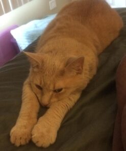 Instinct Limited Ingredient Diet Grain Free Real Rabbit Recipe Natural Wet Canned Cat Food, 3 oz. Cans (Case of 24) 3 Ounce (Pack of 24) 41 61jYbqV89SL