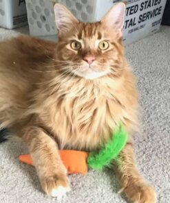 OurPets 100-Percent North American Catnip Filled Carrot Cat Toy 24 Karat OurPets 100-Percent Premium North- American Grown Cosmic Catnip Cat Toy 39 61ja0FoDxAL