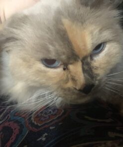 Meow Mix Tender Centers Dry Cat Food, Salmon & Chicken, 13.5 Pound Bag 13.5 Pound (Pack of 1) 32 61jethtrvDL