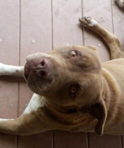 Hill's Science Diet Dry Dog Food, Large Breed Adult 6+ Senior, Chicken, Barley & Rice Recipe, 33 lb. Bag 33 Pound (Pack of 1) 27 61jimll8QdL