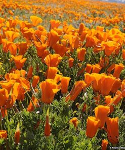 Orange California Poppy Seeds, Bulk Pack of 8 Oz, 150,000+ Seeds by Seeds2Go 16 61jk8KvMAuL