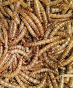 NaturesPeck Mealworm Time® Dried Mealworms (10 lbs. 2 x 5 lbs. Bags) for Chickens & Wild Birds, Fish 6 61jwyi13jL