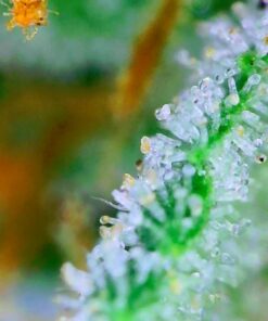 Wireless Digital Microscope, Skybasic 50X-1000X Magnification WiFi Portable Handheld Microscopes with Adjustable Stand HD USB Microscope Camera Compatible with iPhone Android iPad Windows Mac Computer Black 63 61jzx05QcTL