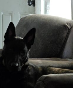 Pet MD - Dog Ear Cleaner Wipes - Otic Cleanser for Dogs to Stop Ear Itching, and Infections with Aloe and Eucalyptus - 100 Count 36 61k72TABKVL