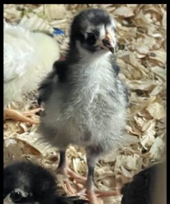 MagJo Premium Aspen 12 Pack Excelsior Nesting Liners (12 Pack), Chicken Bedding for Nesting Box, Nesting Pads Box Liners, Chicken Bedding for coop, Chick Bedding, USA Grown & Sustainably Harvested 45 61kCaLheGNL