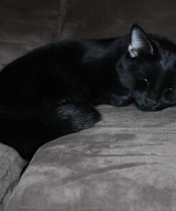 Canon EOS Rebel T7 DSLR Camera with 18-55mm Lens | Built-in Wi-Fi | 24.1 MP CMOS Sensor | DIGIC 4+ Image Processor and Full HD Videos 56 61kHSNzrrzL