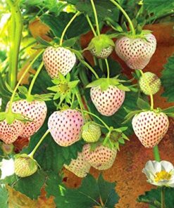 Alternative view of Seeds Shopp - 300pcs White Strawberry seeds,White Snow Alpine Strawberry,Fragaria Vesca Fruit seeds,Fresh Exotic Seeds for Home Garden plants New Arrival !