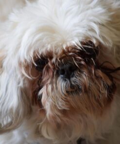 Nikon D3300 24.2 MP CMOS Digital SLR with Auto Focus-S DX NIKKOR 18-55mm f/3.5-5.6G VR II Zoom Lens (Red) 24 61kJwqhTcKL