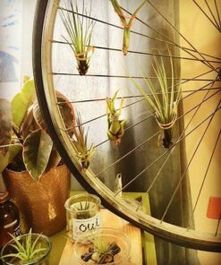 Air Plants Tillandsia Assortment 10 Pack Easy Houseplants for Beginners Small to Medium 1.5"-6"+ 28 61kOsYV4peL