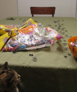 Fun Express - Plastic Spiders for Halloween - Toys - Character Toys - Misc Character Toys - Halloween - 144 Pieces 1 10 61kRH1Ed3L