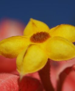 Meike MK-S-AF3B Auto Focus Extension Tube 10mm 16mm For Sony A7 A7M2 NEX 3 NEX 5 NEX 6 A6600 A5000 A6000 A6100 A6300 A6400 A6500 A9 63 61kUBt68yUL