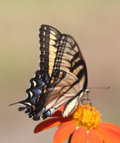 Outsidepride Tithonia Speciosa Red Mexican Sunflower Garden Cut Flowers - 1000 Seeds 48 61kXAVwIl6L