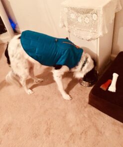 Kurgo Loft Dog Jacket, Reversible Dog Coat, Wear with Harness or Sweater, Water Resistant, Reflective, Winter Coat For Medium Dogs (Coastal Blue, M) Coastal Blue/Orange 42 61kXYOhFyL