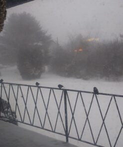 Lyric Fine Tunes Wild Bird Seed - No Waste Bird Food Mix - Attracts Bluebirds, Finches, Chickadees & More - 15 lb. Bag 15.00 Pound (Pack of 1) Seed Mix 39 61kaQW3czL