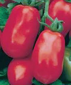 Alternative view of TOMATO, ITALIAN ROMA, HEIRLOOM, 100 SEEDS, DELICIOUS RED TASTY FRUIT