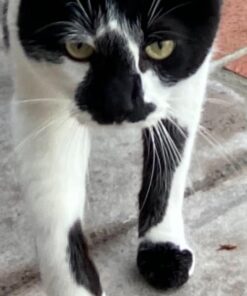 Blue Buffalo Tastefuls Indoor Natural Adult Dry Cat Food, Chicken 15lb bag Chicken & Brown Rice 15 Pound (Pack of 1) 42 61khfqnOt6L