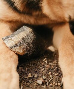 Pawstruck Natural Cow Hooves for Dogs - Made in The USA Long Lasting Beef Hoof Dental Treat Chews - No Artificial Preservatives - 10 Count - Packaging May Vary 31 61kioqMhuL