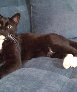 Instinct Limited Ingredient Diet Grain Free Real Rabbit Recipe Natural Wet Canned Cat Food, 3 oz. Cans (Case of 24) 3 Ounce (Pack of 24) 46 61kjX8t60yL