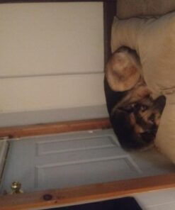 Majestic Pet Rectangle Large Dog Bed Washable – Non Slip Comfy Pet Bed – Dog Crate Bed Super Value Pillow Dog Bed – Dog Kennel Bed for Sleeping - Dog Bed Large Breed 46 x 35 Inch – Solid Khaki 46.0"L x 35.0"W x 7.0"Th 44 61kr2IPV30L