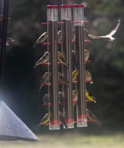 Wagner's 62050 Nyjer Seed Wild Bird Food, 10-Pound Bag 33 61ktwIqTWiL