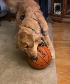 Spalding Street Outdoor Basketball 2021 Version Official Size 7, 29.5" Orange 36 61l8gSjYmYL