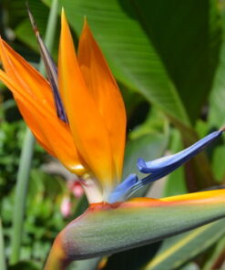 Nikon D7000 DSLR (Body Only) (OLD MODEL) Body Only Base 33 61lBGSlTQL