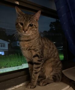 IAMS PROACTIVE HEALTH Healthy Kitten Dry Cat Food with Chicken Cat Kibble, 16 lb. Bag Dry Food 16.00 Pound (Pack of 1) 34 61lFVRSic6L