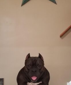 Purina DentaLife Made in USA Facilities Large Dog Dental Chews, Daily - (4) 18 ct. Pouches 18 Count (Pack of 1) 38 61lLbOp0r1L