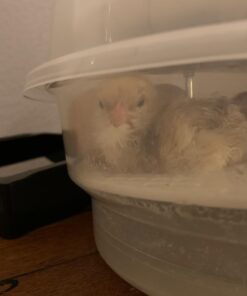 iTavah Egg Incubator, Chicken Incubators for Hatching Eggs with Automatic Egg Turning and Temperature Control, 9-12 Eggs Poultry Hatcher for Chicken Duck Bird 32 61lO30ZMeL