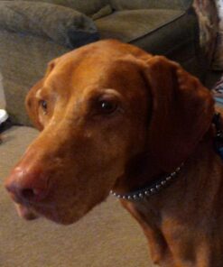 IAMS Adult Minichunks Small Kibble High Protein Dry Dog Food with Real Chicken, 30 lb. Bag,(Packaging may vary) 0 30 Pound (Pack of 1) 49 61lO9jhgk1L