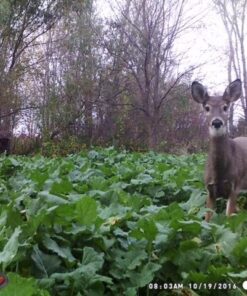 Antler King Honey Hole Mix 43 61ldH3R3fKL