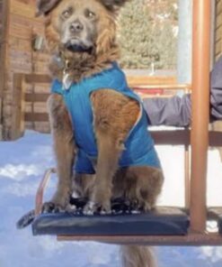 Kurgo Loft Dog Jacket, Reversible Dog Coat, Wear with Harness or Sweater, Water Resistant, Reflective, Winter Coat For Large Dogs (Coastal Blue, L) Coastal Blue/Orange 40 61lgnJhQmoL