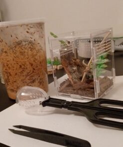 Josh's Frogs Producing Flightless Drosophila Hydei Fruit Fly Culture Black 25 61lleo688L