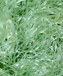 Wireless Digital Microscope, Skybasic 50X-1000X Magnification WiFi Portable Handheld Microscopes with Adjustable Stand HD USB Microscope Camera Compatible with iPhone Android iPad Windows Mac Computer Black 59 61lsNyrxMhL