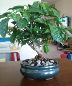 9GreenBox - Bonsai Potting Kit 8 61lwfedd2eL