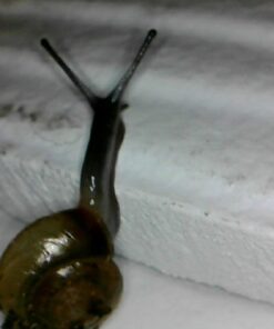 Vividia USB Digital Borescope Microscope with Professional Multi-Functional Metal Stand 12mm Diameter OTG Android and USB PC 37 61lwsXGiKgL