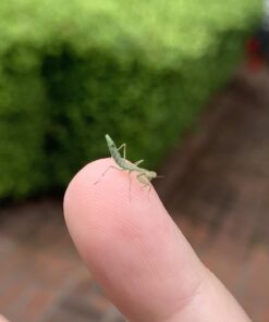 Praying Mantis Egg Case with Hatching Habitat Cup - 2 Praying Mantids Egg Cases 2 Egg Pod Habitat Cup 51 61m5Ytht1GL