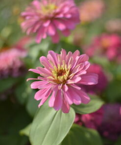 Nikon D3200 24.2 MP CMOS Digital SLR with 18-55mm f/3.5-5.6 Auto Focus-S DX VR NIKKOR Zoom Lens (Black) (OLD MODEL) Black w/ 18-55mm Base 76 61m5v4knhVL