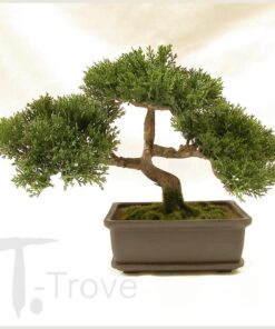 Artificial Japanese Cedar Bonsai Tree 9 inch Tall 17 61m7dAR60L