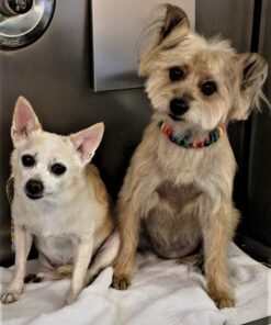 Advanced Hip & Joint Supplement for Dogs, 225 Soft Chews, All Natural Glucosamine, Chondroitin, MSM & CoQ10 For Healthy Hips & Joints, Made in the USA Chicken - 225 Count 29 61mBiTP sXL 3