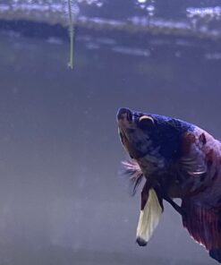 Ocean Nutrition Betta Pellets 2.65-Ounces (75 Grams) Jar 2.64 Ounce (Pack of 1) 31 61mC7HFD9cL