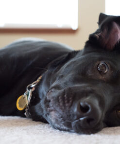 Nikon D4 16.2 MP CMOS FX Digital SLR with Full 1080p HD Video (Body Only) (OLD MODEL) 39 61mIWSE qBL