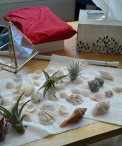 Gathered, by BCI Crafts Sea Shell, Mixed 5 61mMk99P8IL